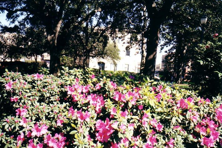 Azaleas