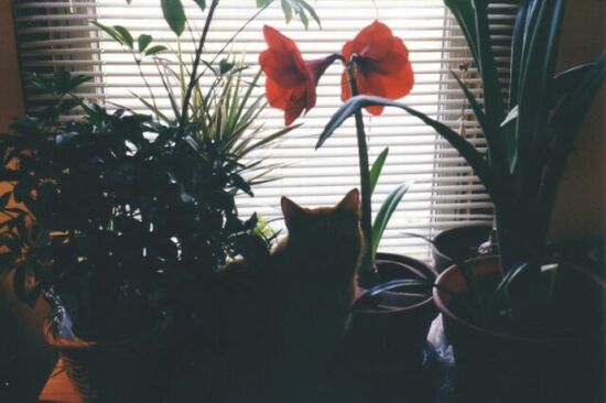 Kitty in the Window