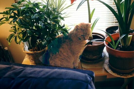 Kitty with plants