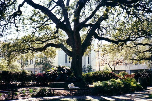 Savannah Square 3