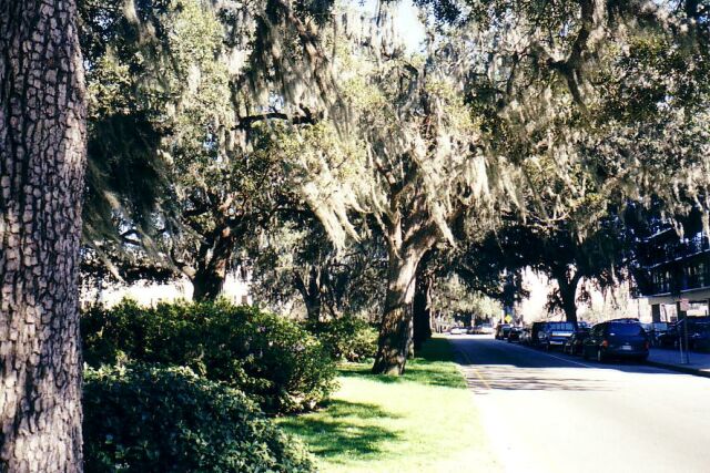 Spanish Moss