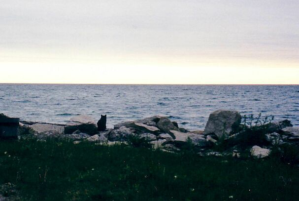 Tawas cat
